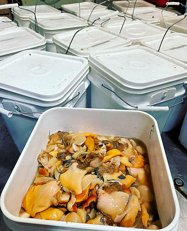 All Clams All The Time!