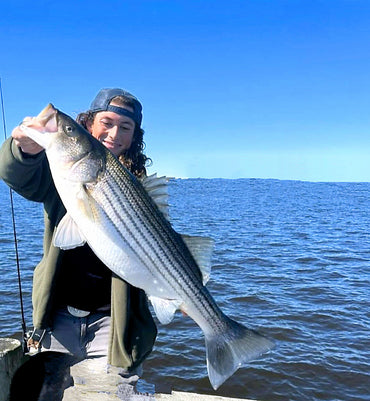 The Striped Bass Are Here