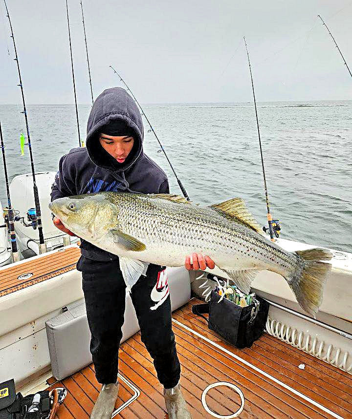 Even More Striped Bass, Again