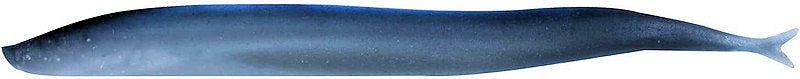 Berkley® Gulp!® Sand Eel
