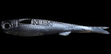 No Live Bait Needed (NLBN) Lil Mullet