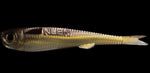 No Live Bait Needed (NLBN) Lil Mullet
